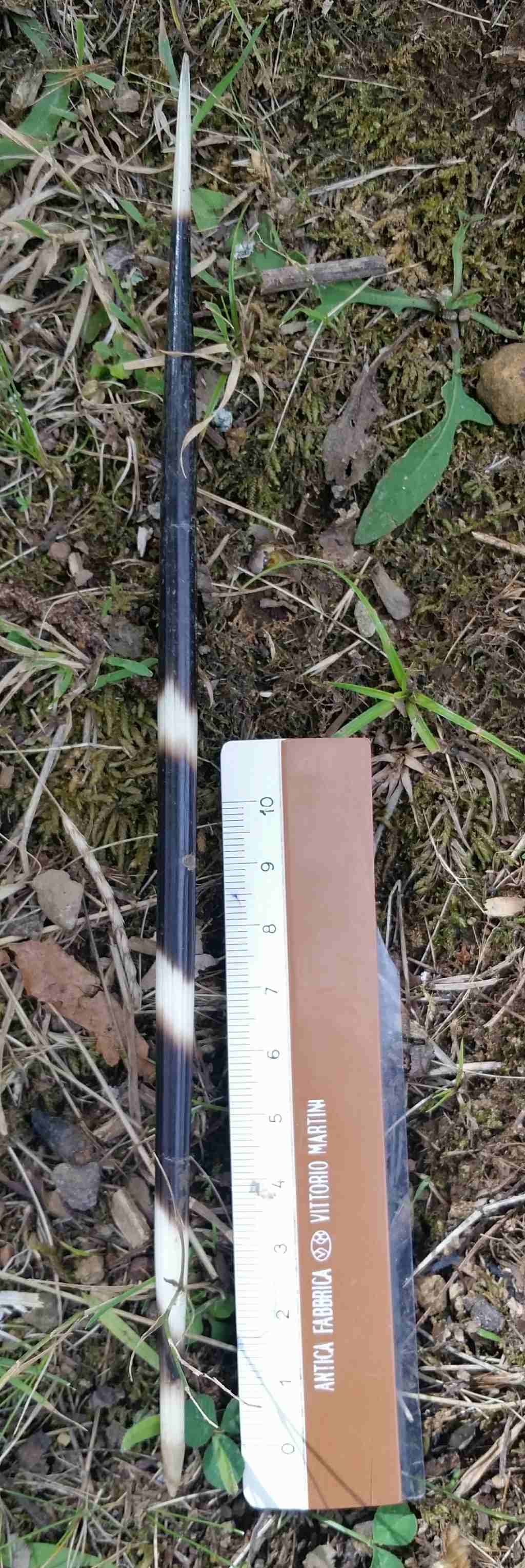 Aculeo di istrice lungo e spesso